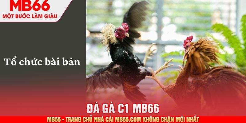 Các trận đấu C1 được tổ chức bài bản